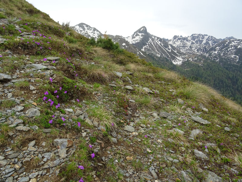 Primula daonensis / Primula della Val Daone